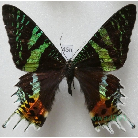 Chrysiridia rhipheus (Drury, 1773) Madagascar 76mm45n